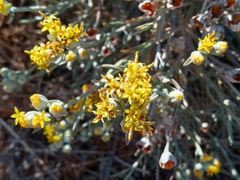 Tetradymia comosa