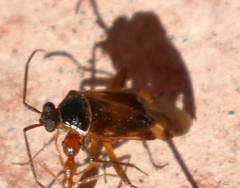 Eustictus