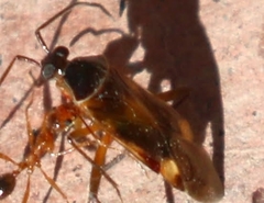 Eustictus