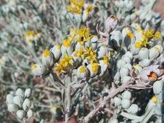 Tetradymia comosa