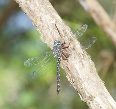 Austroaeschna multipunctata