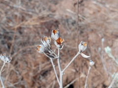Tetradymia comosa