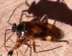 Eustictus