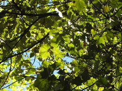 Brachychiton discolor