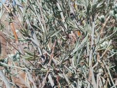 Tetradymia comosa