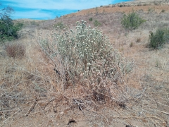Tetradymia comosa