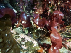 Constantinea rosa-marina