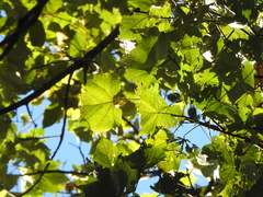 Brachychiton discolor