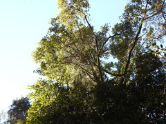 Brachychiton discolor