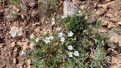 Cerastium soleirolii