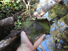 Brachychiton discolor