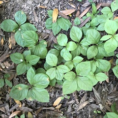 Lysimachia latifolia
