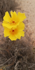 Balbisia peduncularis