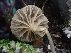 Entoloma austrorhodocalyx