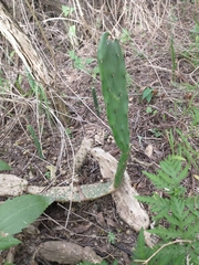 Opuntia elata