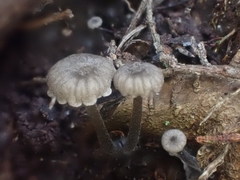 Entoloma austrorhodocalyx