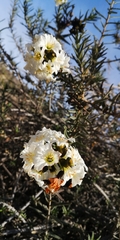Cordia decandra