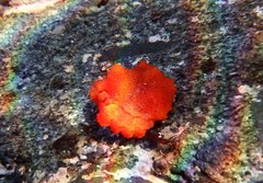 Echidnocerus cibarius