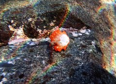 Echidnocerus cibarius