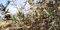 Cordia decandra