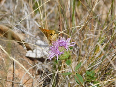 Hesperia lindseyi