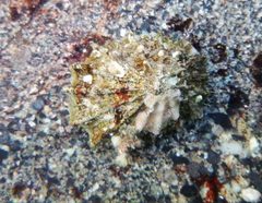 Puncturella cucullata