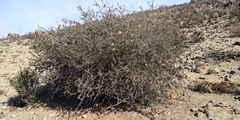 Cordia decandra