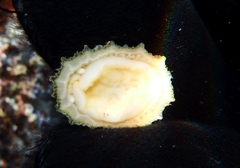 Puncturella cucullata