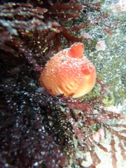 Halocynthia aurantium