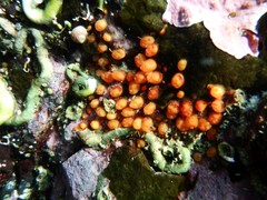 Metandrocarpa taylori