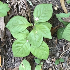 Lysimachia latifolia