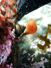 Boltenia villosa