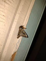 Ormiscodes schmidtnielseni