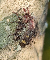 Pissodes castaneus