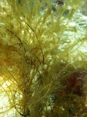 Desmarestia aculeata