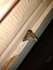 Ormiscodes schmidtnielseni