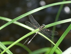 Eusynthemis brevistyla