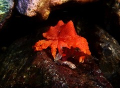 Echidnocerus cibarius