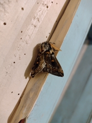 Ormiscodes schmidtnielseni