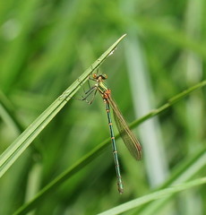 Austrolestes cingulatus