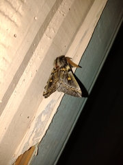 Ormiscodes schmidtnielseni