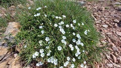 Cerastium soleirolii