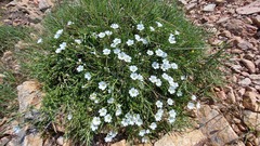 Cerastium soleirolii
