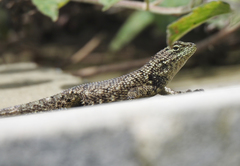 Sceloporus esperanzae