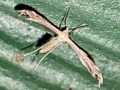Lioptilodes albistriolatus