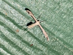 Lioptilodes albistriolatus