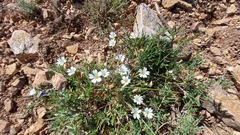 Cerastium soleirolii
