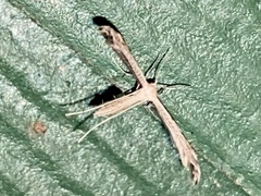 Lioptilodes albistriolatus