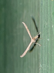 Lioptilodes albistriolatus