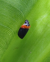 Phymatostetha deschampsi